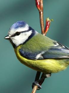 Sortie découverte des oiseaux