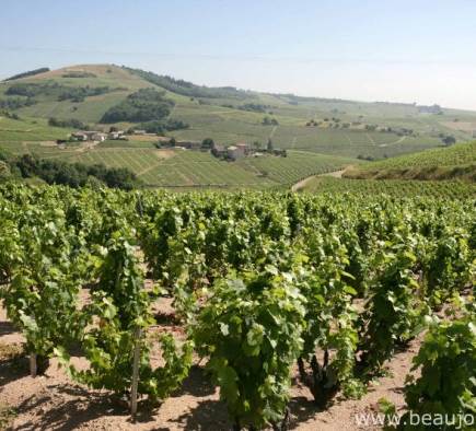 A TRUE WINE TOURISM EXPERIENCE IN THE BEAUJOLAIS