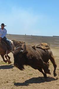 Randals Bison - élevage western 
