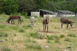 Causse et Lamas - rando ânes